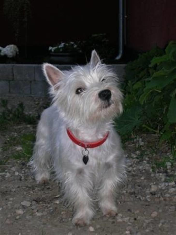 West highland white terrier Sille billede 1