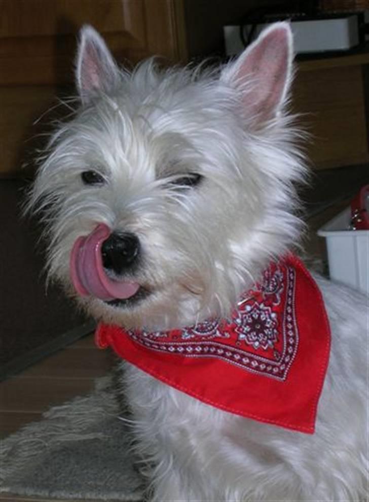 West highland white terrier Sille billede 2