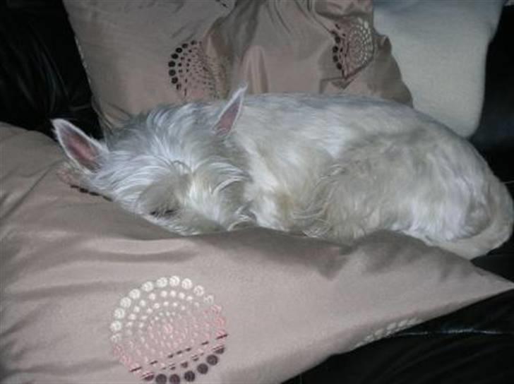 West highland white terrier Sille billede 3