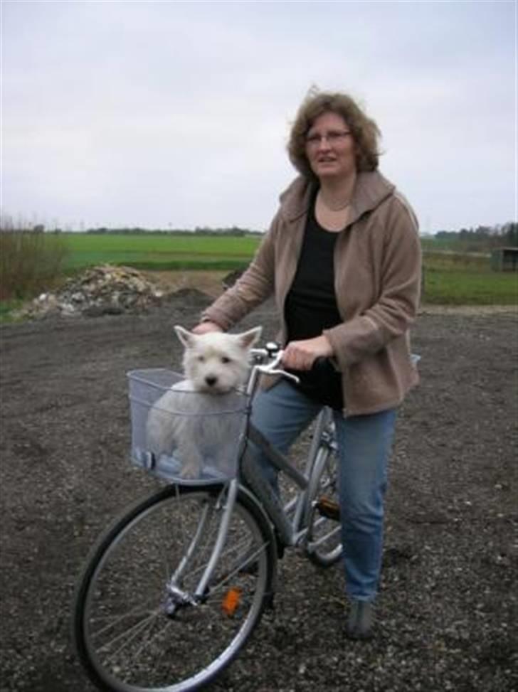 West highland white terrier Sille billede 4