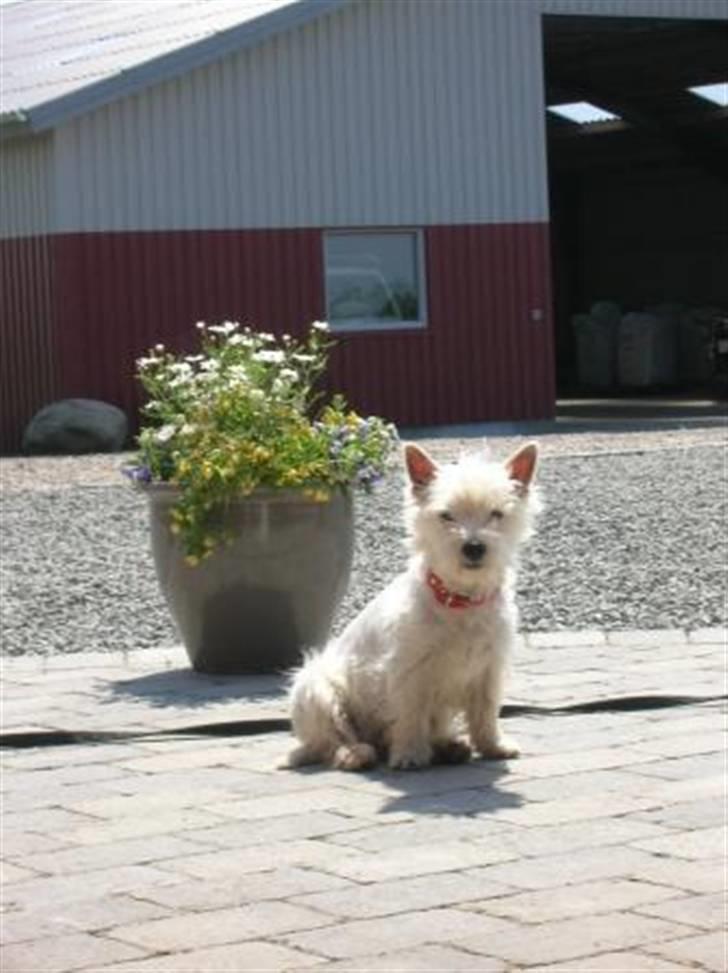 West highland white terrier Sille billede 5