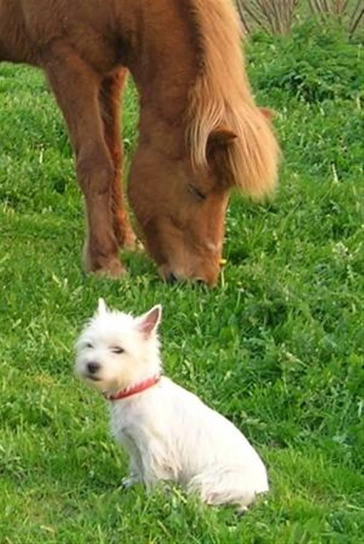 West highland white terrier Sille billede 6