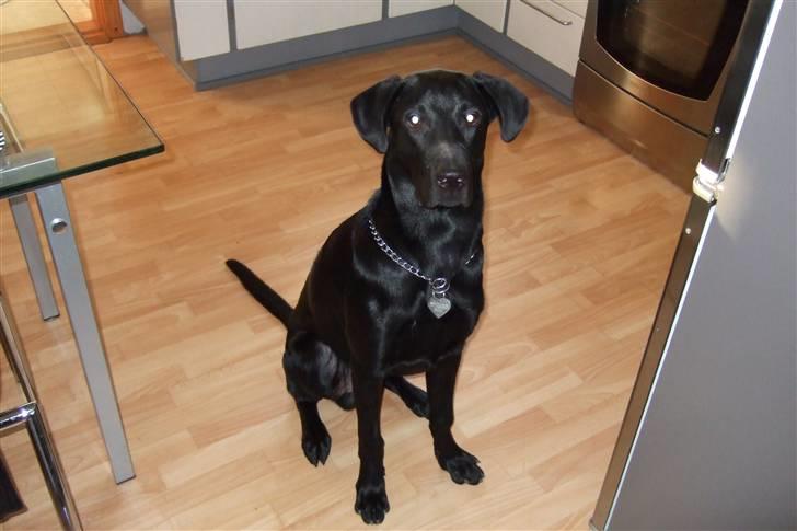 Blanding af racer osvald - Nytår... venter på noget lækket at spise billede 2