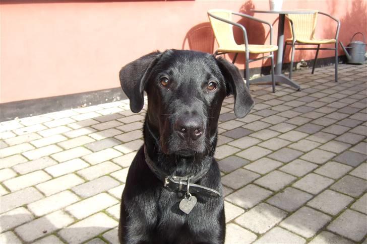 Blanding af racer osvald - Må jeg låne nogle sol briller ?  billede 3