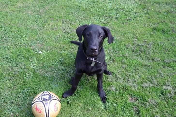 Blanding af racer osvald - Gider du spille??? billede 4