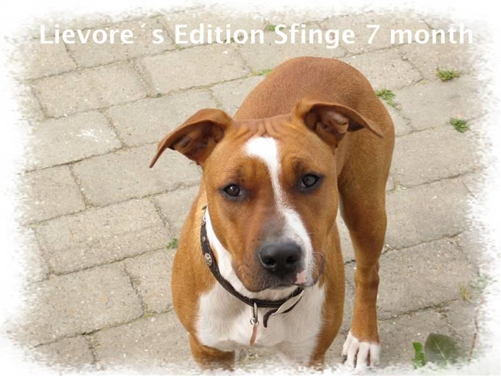 Amerikansk staffordshire terrier ¤LIEVA¤ - ...Lieva...7 måneder gammel billede 1