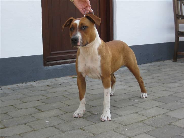 Amerikansk staffordshire terrier ¤LIEVA¤ - 8 mdr billede 2