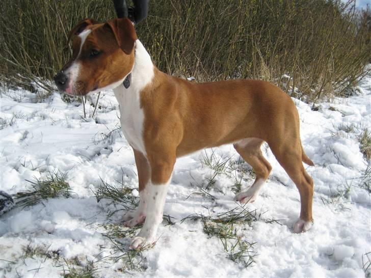 Amerikansk staffordshire terrier ¤LIEVA¤ - 23 uger billede 3