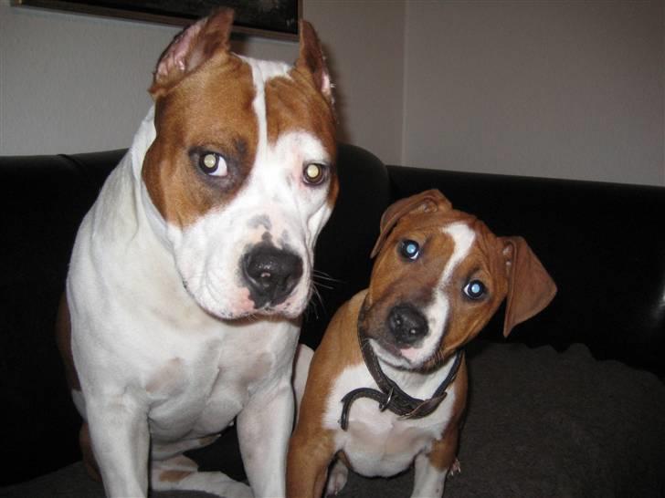 Amerikansk staffordshire terrier ¤LIEVA¤ - Mig og min nye søster Giuly billede 4