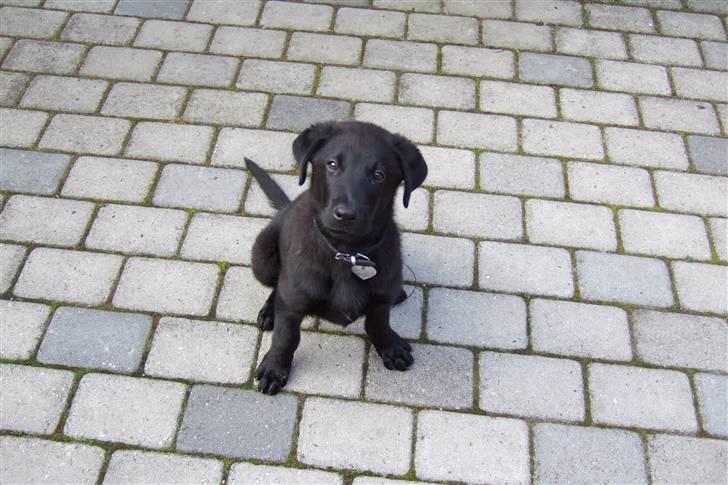 Blanding af racer osvald - Sommeren 2007, sidder og nyder at jeg er kommet på landet. billede 5