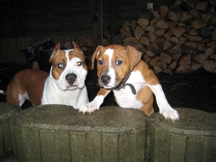 Amerikansk staffordshire terrier ¤LIEVA¤ billede 5