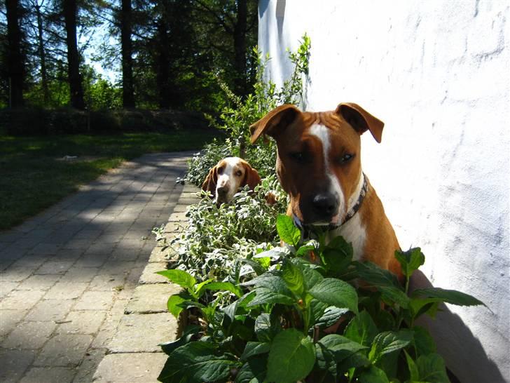 Amerikansk staffordshire terrier ¤LIEVA¤ billede 6