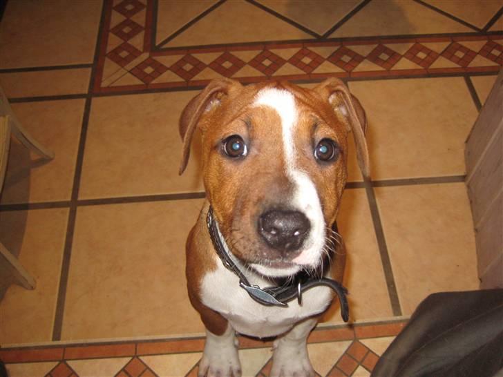 Amerikansk staffordshire terrier ¤LIEVA¤ billede 7