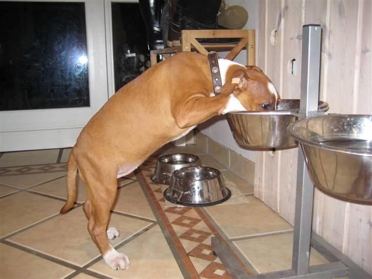 Amerikansk staffordshire terrier ¤LIEVA¤ - Stjæler lige min storebrors mad! billede 8