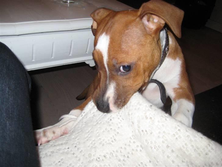 Amerikansk staffordshire terrier ¤LIEVA¤ - Dumme tæppe!! billede 9