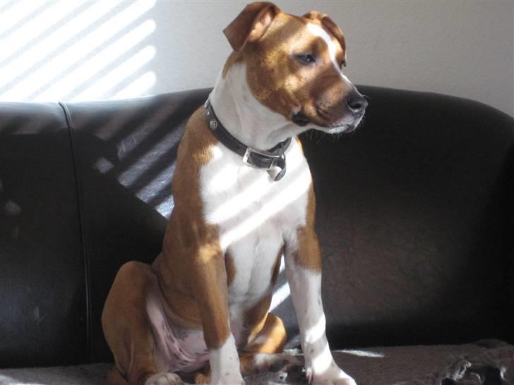 Amerikansk staffordshire terrier ¤LIEVA¤ billede 10