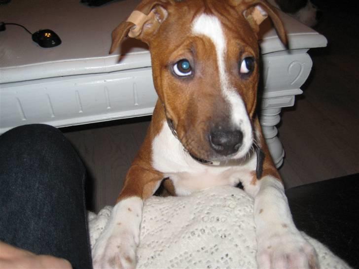 Amerikansk staffordshire terrier ¤LIEVA¤ - Har altså ikke gjort noget! billede 11