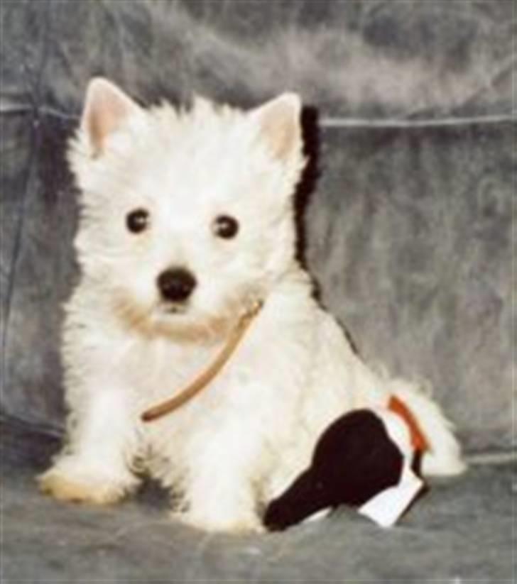 West highland white terrier Sille billede 7