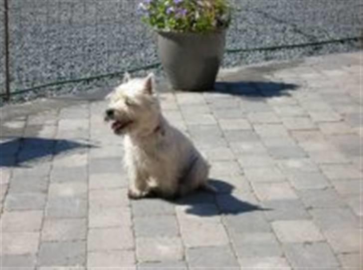 West highland white terrier Sille billede 8