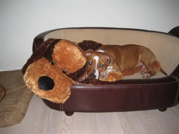 Amerikansk staffordshire terrier ¤LIEVA¤ billede 12