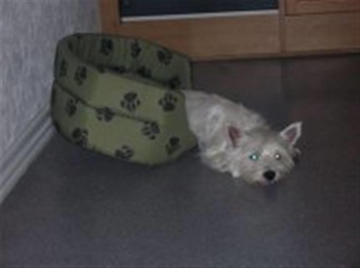 West highland white terrier Sille billede 9
