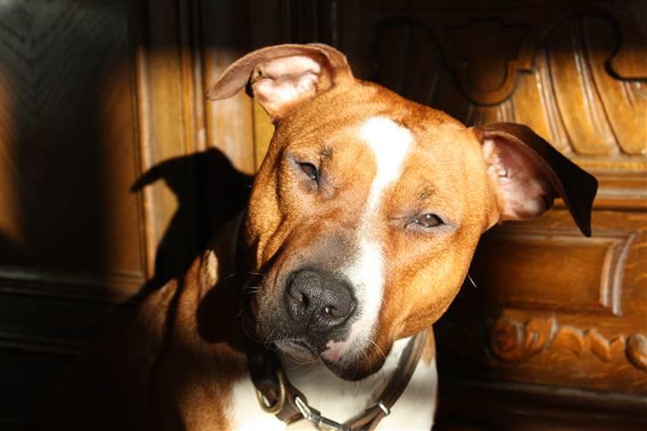 Amerikansk staffordshire terrier ¤LIEVA¤ billede 13