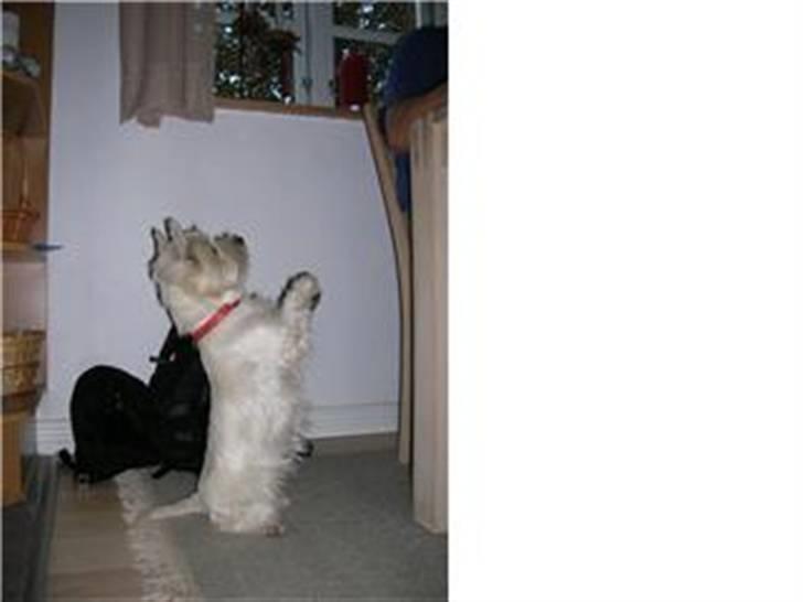 West highland white terrier Sille billede 10
