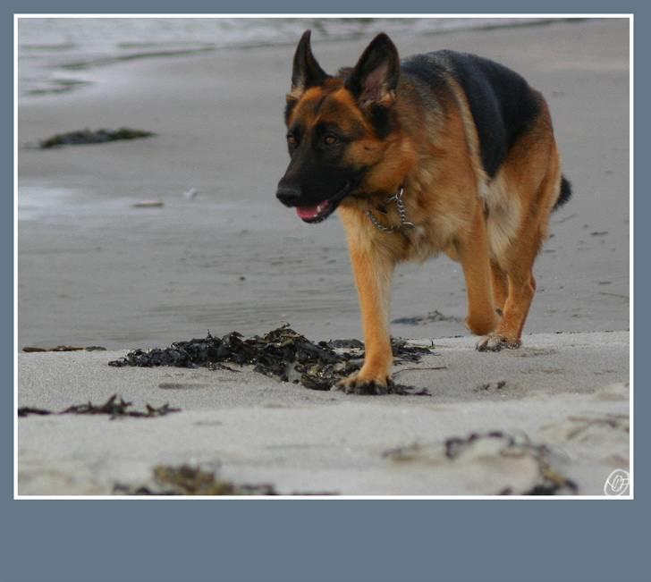 Schæferhund Sidney billede 16