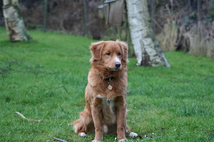 Nova scotia duck tolling retriever Mangus - 7 mdr. billede 7