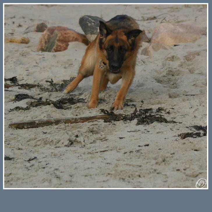 Schæferhund Sidney billede 17