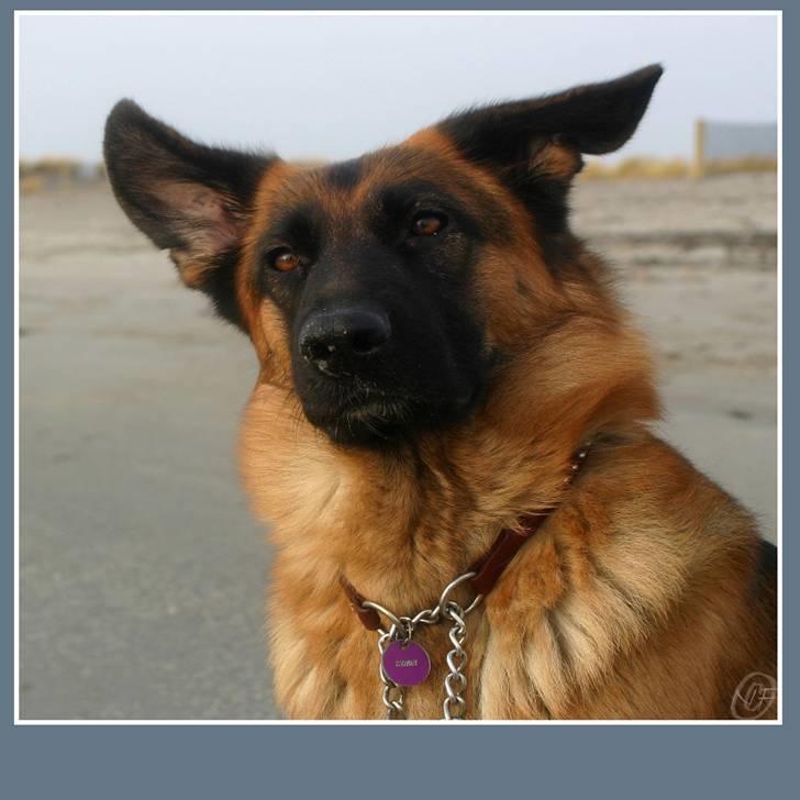 Schæferhund Sidney billede 18