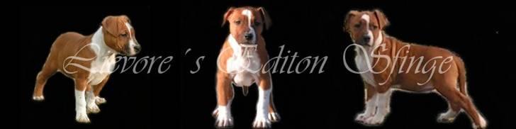 Amerikansk staffordshire terrier ¤LIEVA¤ billede 14