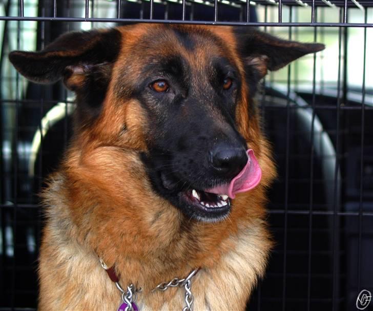 Schæferhund Sidney billede 19