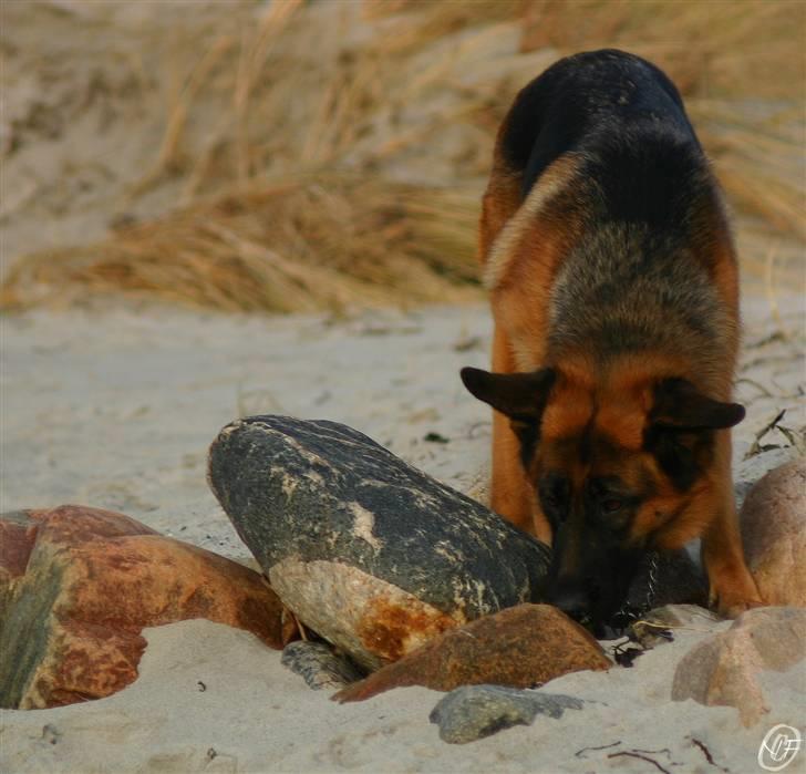 Schæferhund Sidney billede 20
