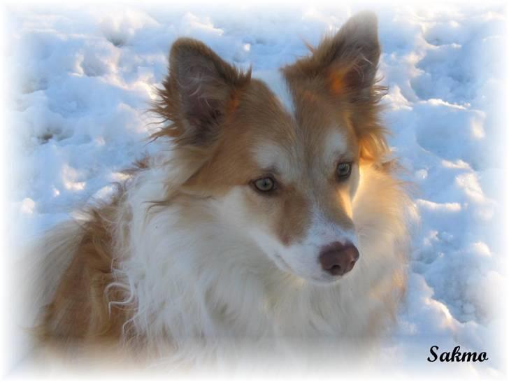 Rottweiler Nellemann's Exacum  - Vores Islandske fårehund Sakmo billede 9