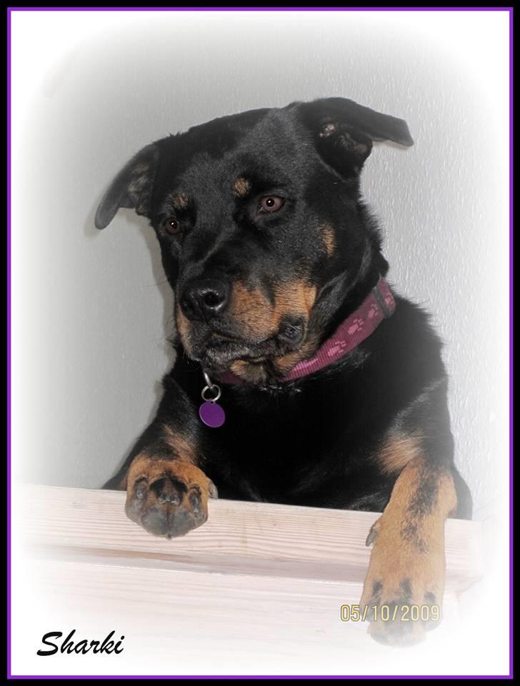 Rottweiler Sharki (død) billede 1