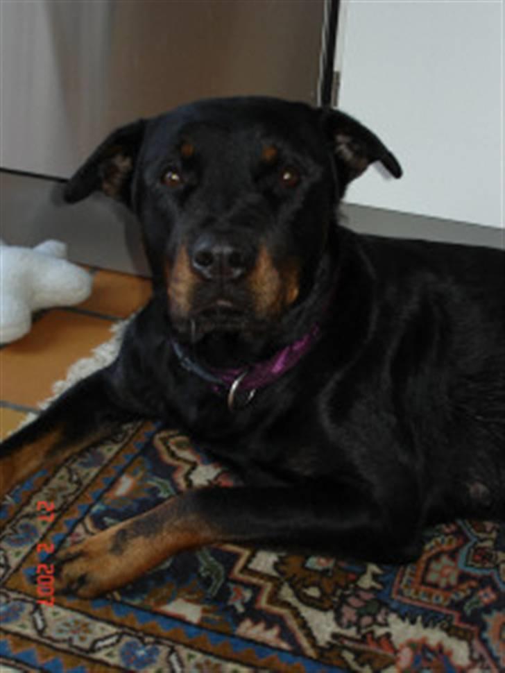 Rottweiler Sharki (død) billede 2