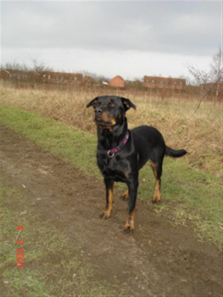 Rottweiler Sharki (død) billede 3