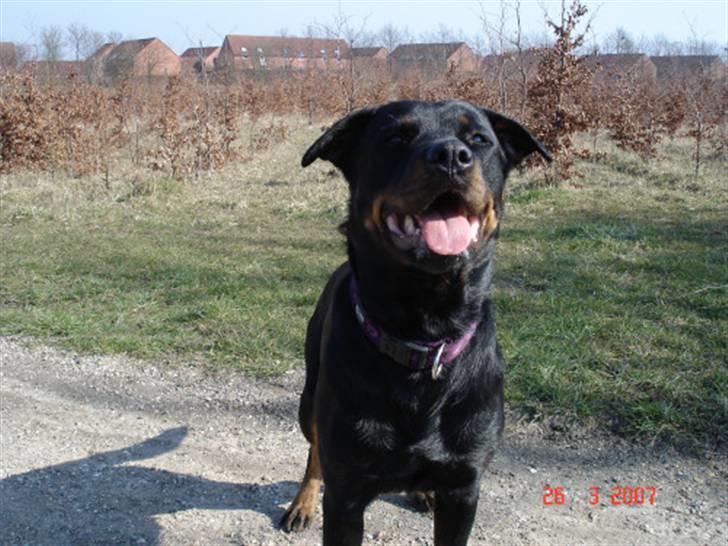 Rottweiler Sharki (død) billede 4