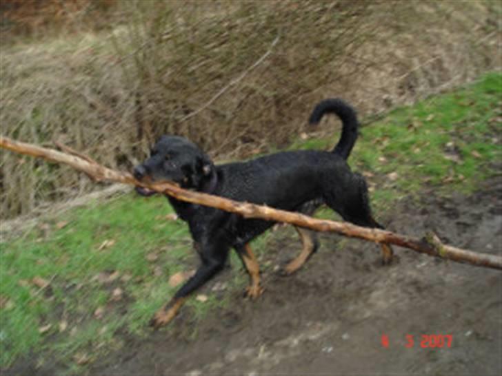 Rottweiler Sharki (død) billede 5