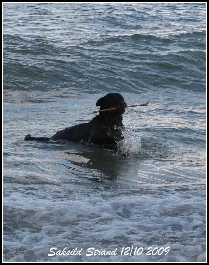 Rottweiler Sharki (død) billede 6