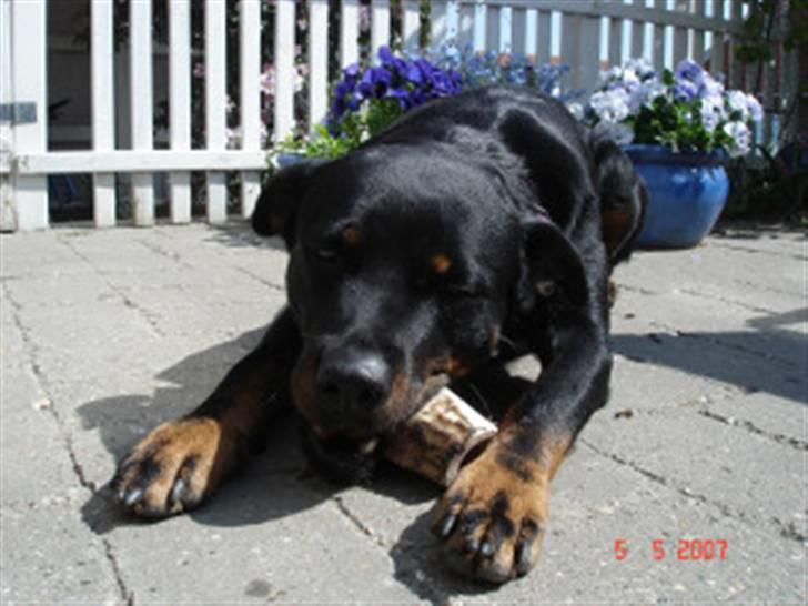 Rottweiler Sharki (død) billede 7