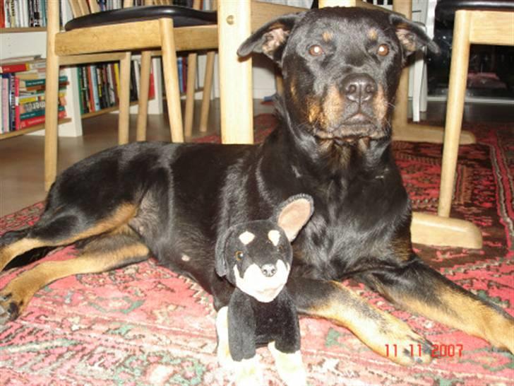 Rottweiler Sharki (død) billede 8