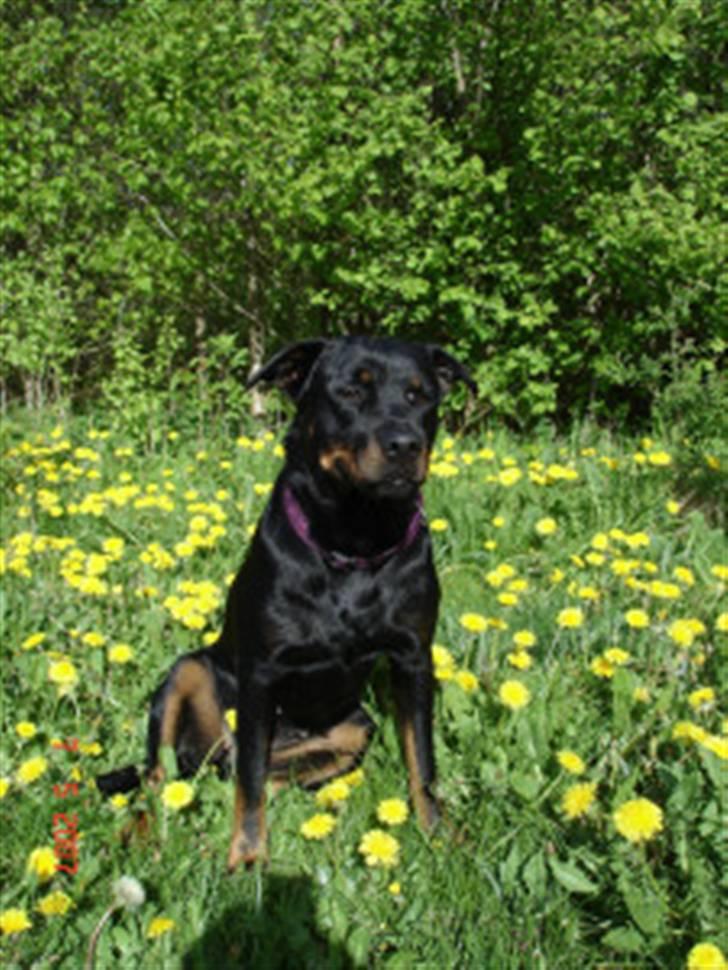 Rottweiler Sharki (død) billede 9