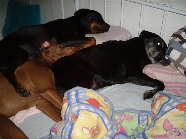 Rottweiler Sharki (død) billede 10