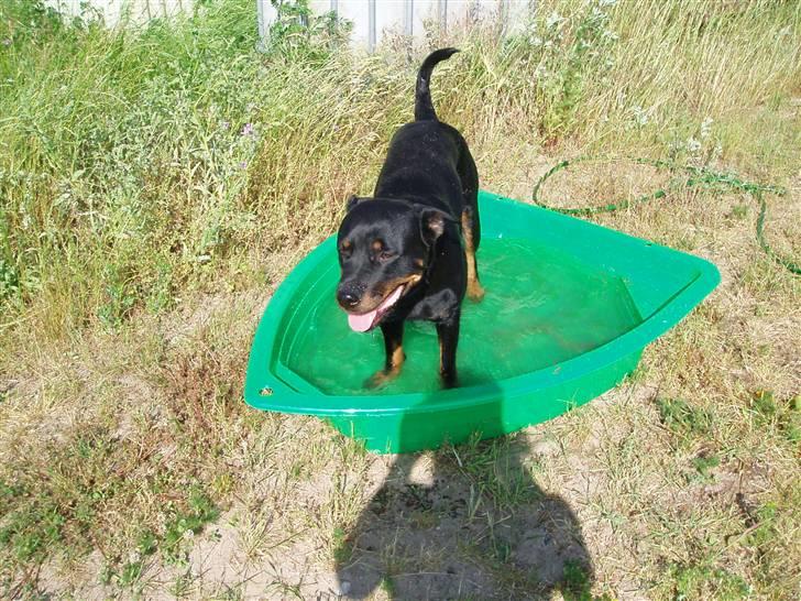 Rottweiler Sharki (død) billede 11