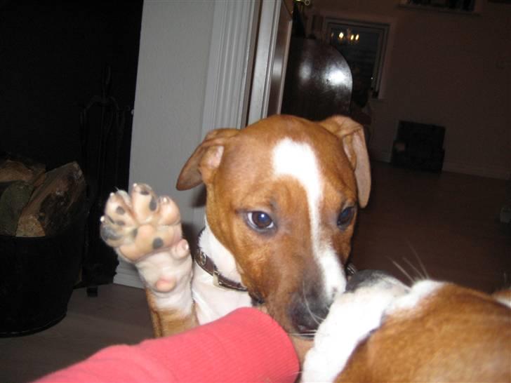 Amerikansk staffordshire terrier ¤LIEVA¤ billede 15