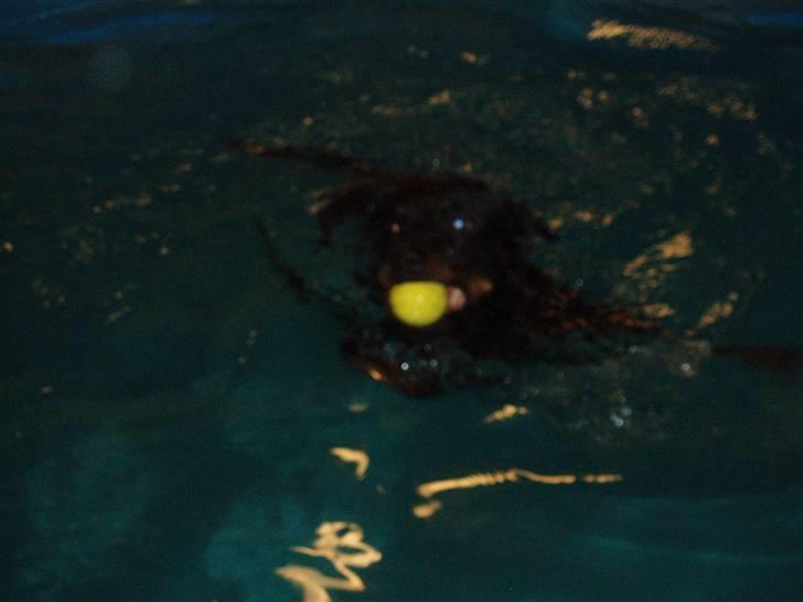 Rottweiler Sharki (død) billede 12