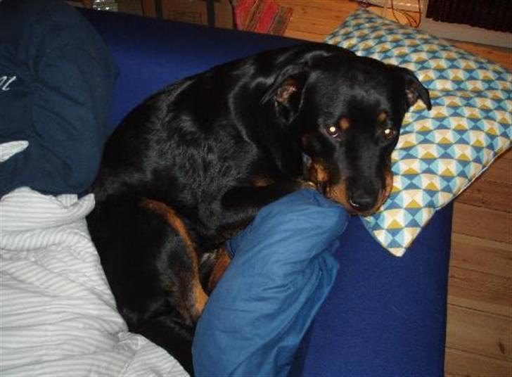 Rottweiler Sharki (død) billede 13