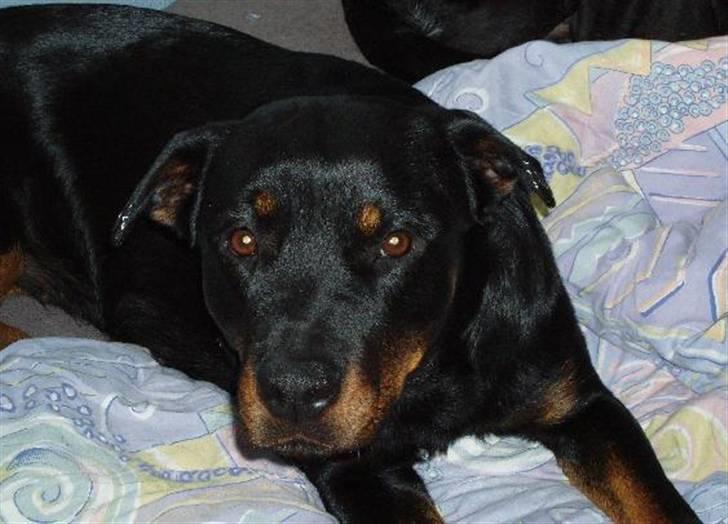 Rottweiler Sharki (død) billede 14